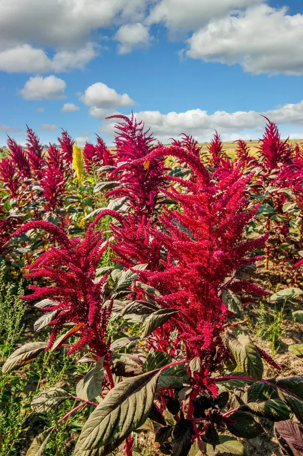 Amaranth's journey from Aztec staple to modern superfood is fascinating. Explore its use in ancient rituals and how it supports health with protein and minerals.