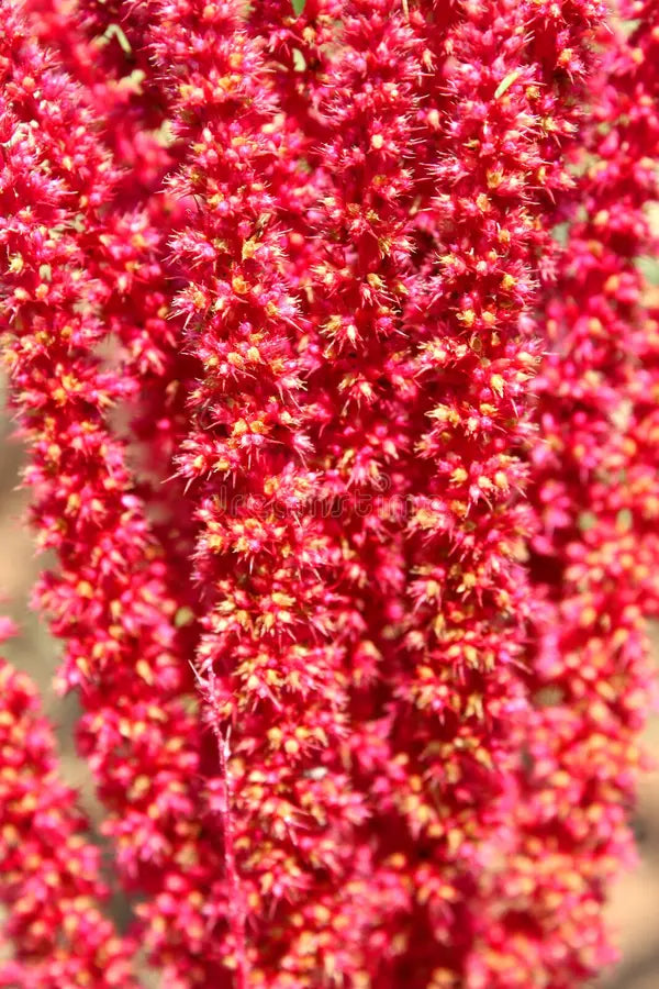 Amaranth has been celebrated since the pre-Hispanic era for its nutritional benefits and cultural significance. Discover why this ancient grain is making a modern comeback!